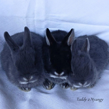 Vrh X27 - REZERVOVÁNO !!!